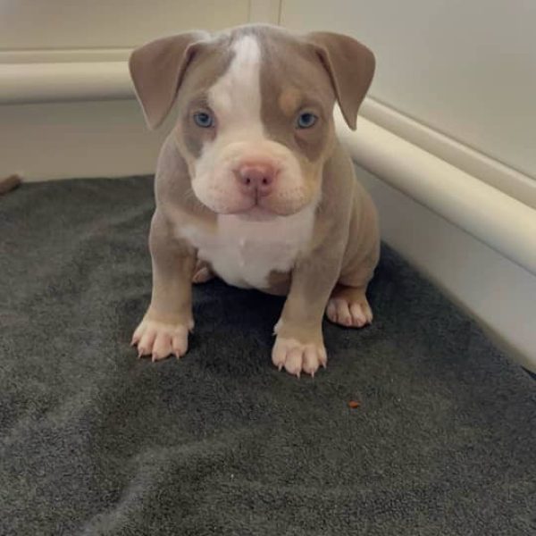 WhatsApp Image 2025-04-09 at 6.57.41 PM